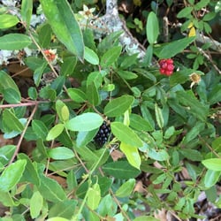 Photo 3 of Ilex spp.