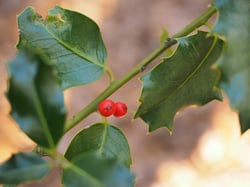 Photo 4 of Ilex spp.