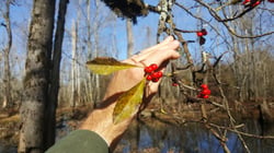 Photo 9 of Ilex spp.