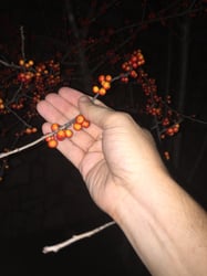 Photo 5 of Ilex spp.