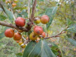 Photo 2 of Ilex spp.