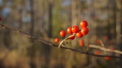 Photo 7 of Ilex spp.