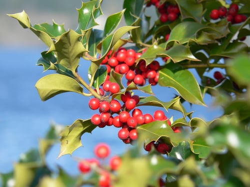 Photo 1 of Ilex spp.