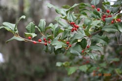 Photo 8 of Ilex spp.