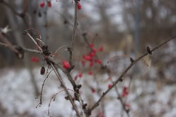 Photo 6 of Ilex spp.