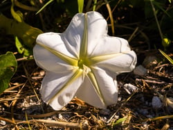 Photo 2 of Ipomoea alba