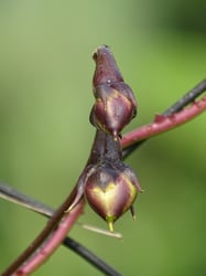 Photo 3 of Ipomoea alba