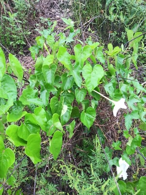 Photo 1 of Ipomoea alba