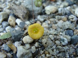 Photo 3 of Ipomoea spp.