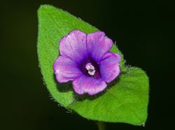 Photo 8 of Ipomoea spp.