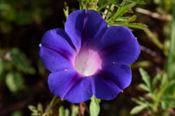 Photo 9 of Ipomoea spp.