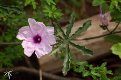 Photo 2 of Ipomoea spp.