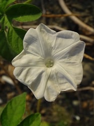 Photo 7 of Ipomoea spp.