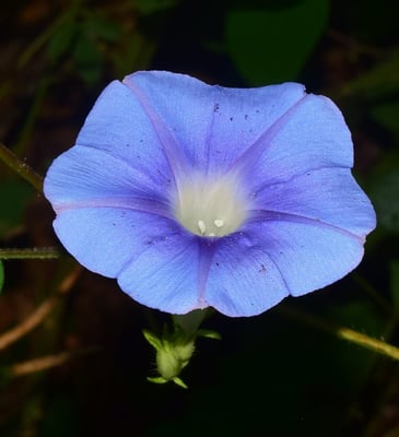Photo 1 of Ipomoea spp.