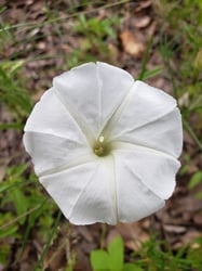 Photo 5 of Ipomoea spp.