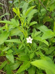 Photo 4 of Ipomoea spp.