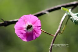 Photo 6 of Ipomoea spp.