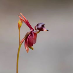 Photo 8 of Iris spp.