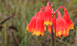 Photo 5 of Iris spp.