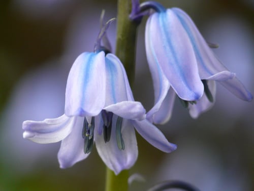 Photo 1 of Iris spp.