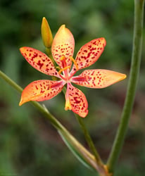Photo 9 of Iris spp.