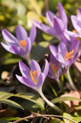 Photo 2 of Iris spp.