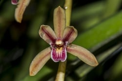 Photo 4 of Iris spp.