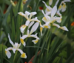 Photo 3 of Iris spuria