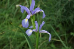 Photo 8 of Iris spuria