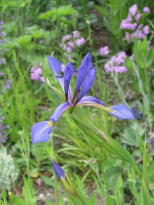 Photo 1 of Iris spuria