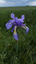 Photo 2 of Iris spuria