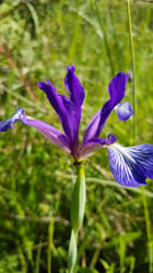 Photo 5 of Iris spuria