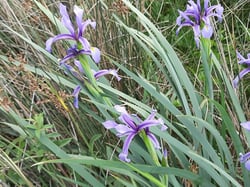 Photo 6 of Iris spuria