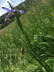 Photo 7 of Iris spuria