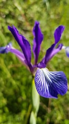 Photo 4 of Iris spuria