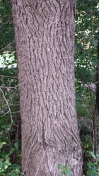 Photo 4 of Juglans nigra