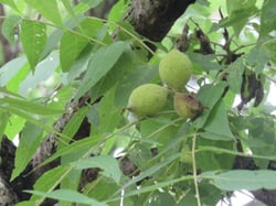 Photo 9 of Juglans nigra