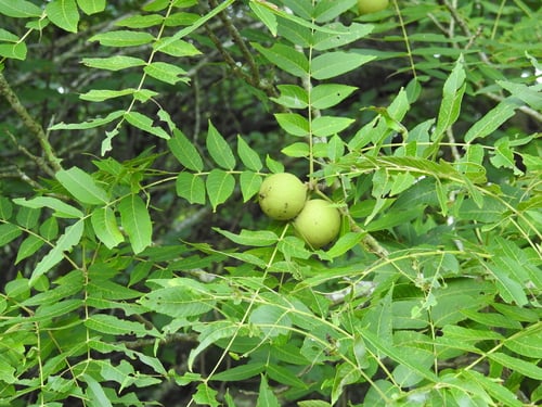 Photo 1 of Juglans nigra