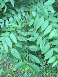 Photo 2 of Juglans nigra