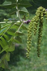 Photo 7 of Juglans nigra
