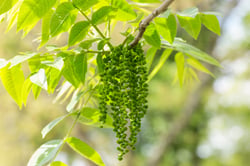 Photo 6 of Juglans nigra