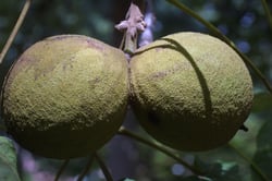 Photo 5 of Juglans nigra