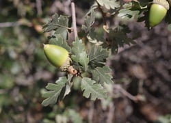 Photo 7 of Juglans spp.