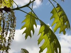 Photo 3 of Juglans spp.