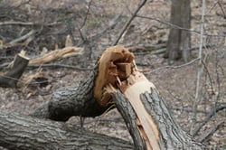 Photo 4 of Juglans spp.
