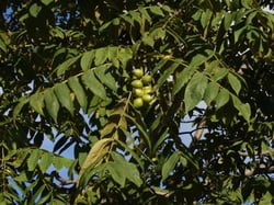 Photo 8 of Juglans spp.