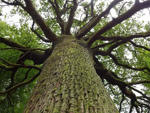 Photo 1 of Juglans spp.