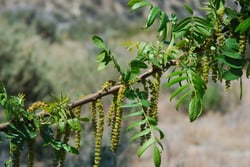 Photo 9 of Juglans spp.