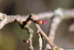 Photo 6 of Juglans spp.