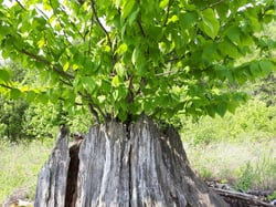 Photo 5 of Juglans spp.